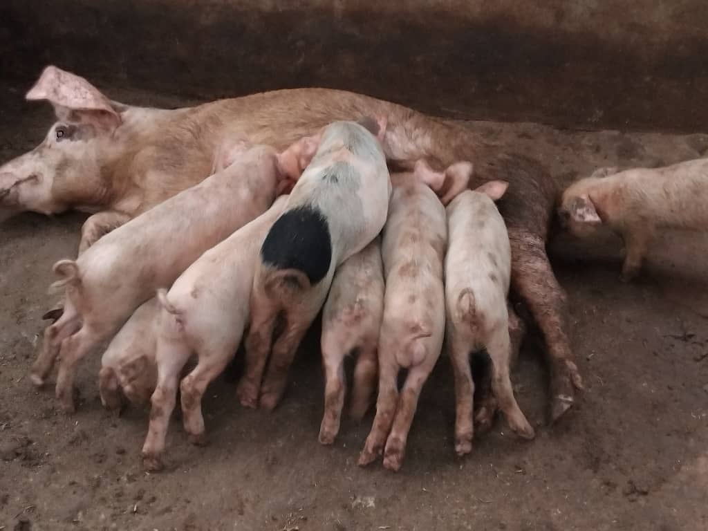 Truie et porcelets dans l'enclos d'élevage soutenu par le centre